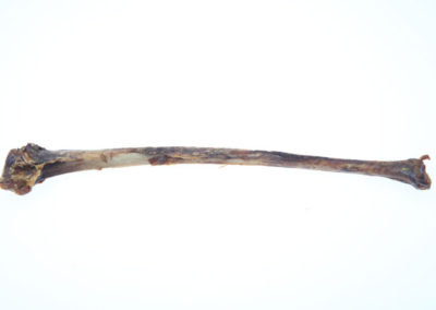 Wing bone
