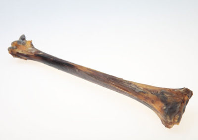 Femur bones